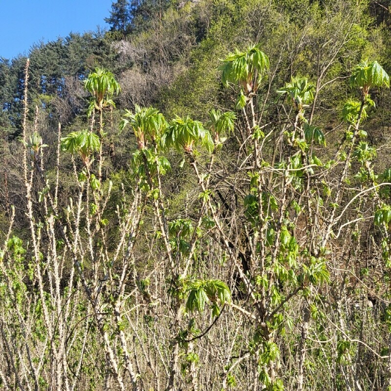삼산1리개두릅농산물농원,2025년도 (예약판매) 봄철 개두릅 잎