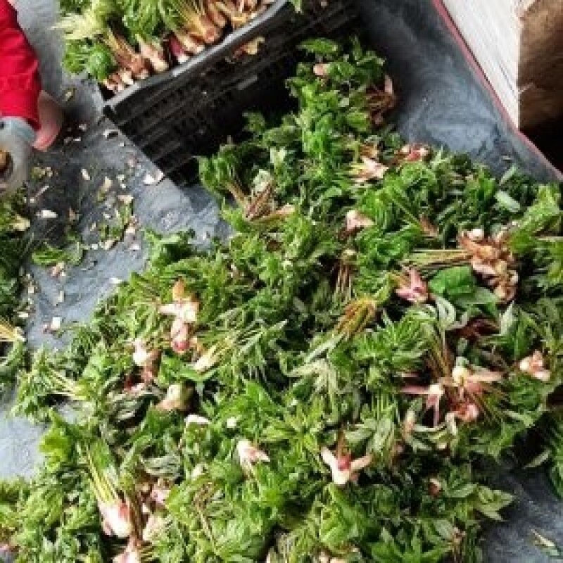 삼산1리개두릅농산물농원,2025년도 (예약판매) 봄철 개두릅 잎