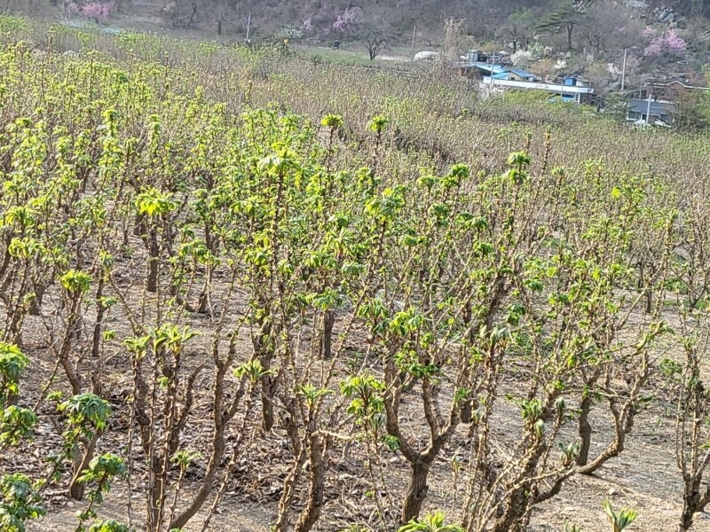 삼산1리개두릅농산물농원,2025년도 (예약판매) 봄철 개두릅 잎