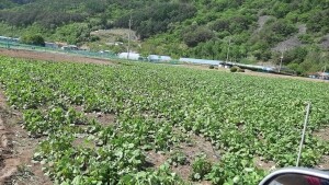 노지밭에서 농사지은 곤드레